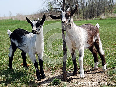 2 baby goats or kids Stock Photo