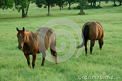 2 horses in a pasture Stock Photo