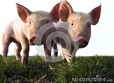 2 Piglets Close up Stock Photo