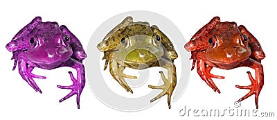 3 Colorful Frogs Stock Photo