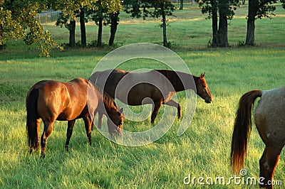 3 horses Stock Photo