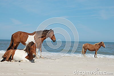 3 wild horses Stock Photo