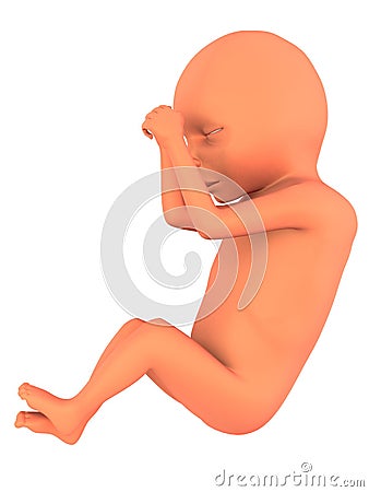 3d fetus Cartoon Illustration