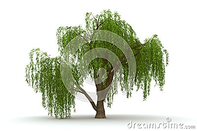 3d green tree weeping willow isolate Stock Photo