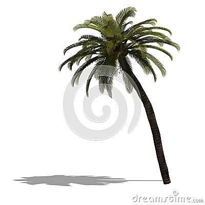 3D Render of a palm tree Stock Photo