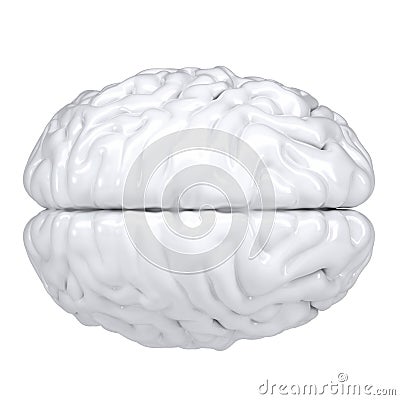 3d white human brain. View from above Stock Photo