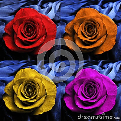 4 colorful roses Stock Photo