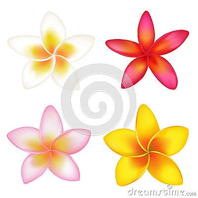 4 Fragipani. Vector Vector Illustration