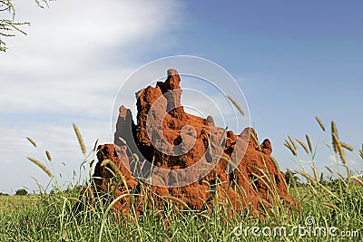 46 Termite Mound Stock Photo