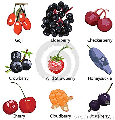9 different berries isolated Vector Illustration