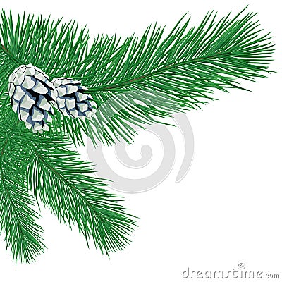 Pine branch with cones. Vector Illustration