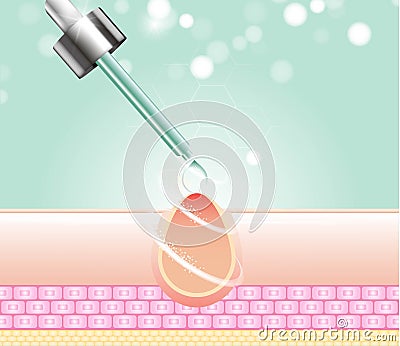 Three main layer of the human skin. skin aging stages diagrams, ollagen and elastin progressive decrease close up, skincare infogr Vector Illustration