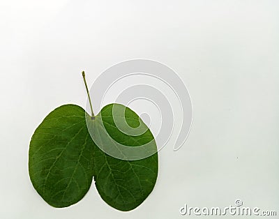 Dussehra Leaf Indian Festival Stock Photo