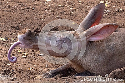 Aardvark tongue Stock Photo