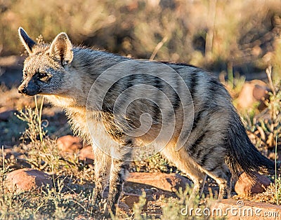 Aardwolf Stock Photo