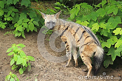 Aardwolf Stock Photo