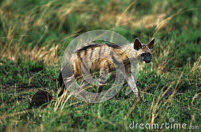 Aardwolf, proteles cristatus, Adult walking through Savannah, Kenya Stock Photo