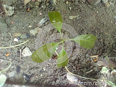 Aarmpali mango plants Stock Photo