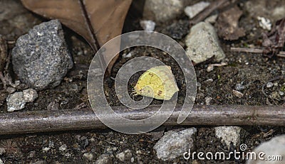 Abaeis salome ssp. jamapa Butterfly Resting on the Ground, showcasing its vivid color against the earthy backdrop of Stock Photo