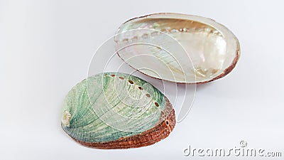 Abalone shells. Stock Photo