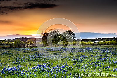 Abandonded Old House in Texas Wildflowers. Stock Photo