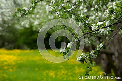 An abandoned apple orchard Stock Photo