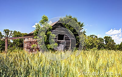 Abandoned Barn and Wheat Field Stock Photo