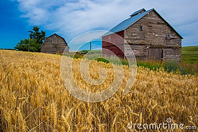 Abandoned Barns Stock Photo