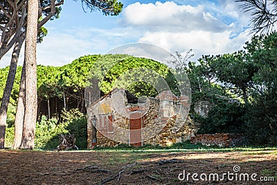 An abandoned collapsed old house in the pine trees forest in Tuscany near the Baratti gulf - 1 Stock Photo