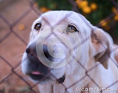 Abandoned cute dog behind bars. Hungry pet is asking for food. Stock Photo