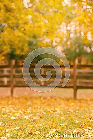 empty autumn fall park forest with yellow leaves on trees and wooden fence Stock Photo