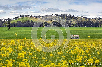 Abandoned farm house in fields of Canola Stock Photo