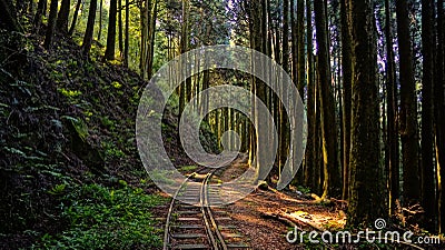 Abandoned Forest Railway Stock Photo