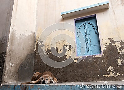 Abandoned homeless dog sleeping outside a house Stock Photo