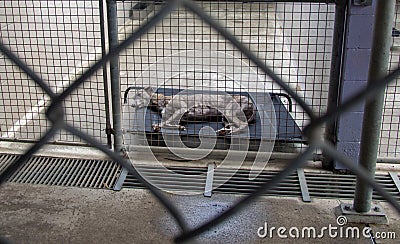 Abandoned homeless greyhound shelter dog behind bars at the pound Stock Photo