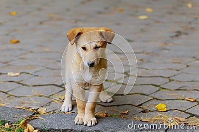 An abandoned, homeless stray dog is standing in the street. Little sad, Stock Photo