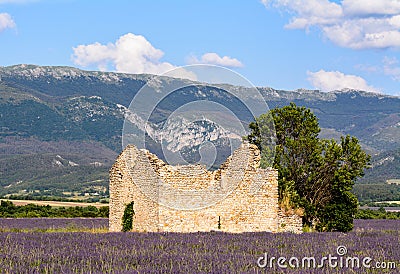 An abandoned house, in a lavander field Stock Photo