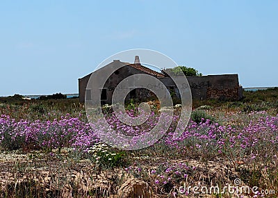 Abandoned House With Pink Flowers On Ilha De Culatra Portugal Stock Photo