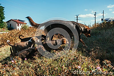 Abandoned mother dog feeding her puppies. Dog population out of control. Spay and Neuter themed image Stock Photo