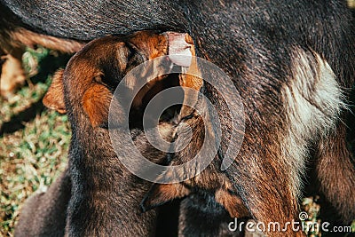 Abandoned mother dog feeding her puppies. Dog population out of control. Spay and Neuter themed image Stock Photo