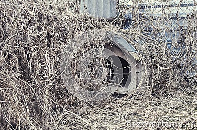 Abandoned Overgrown Doghouse Stock Photo