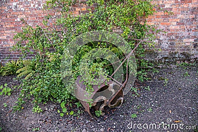 An abandoned overgrown old fashioned metal garden roller Stock Photo