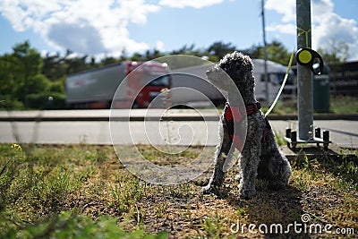 Abandoned pet dog leashed on parking sign pole Stock Photo