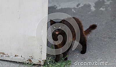 Abandoned pet. Thoroughbred cat. Street cat lies. Yard black cat. Stray cat. Stock Photo