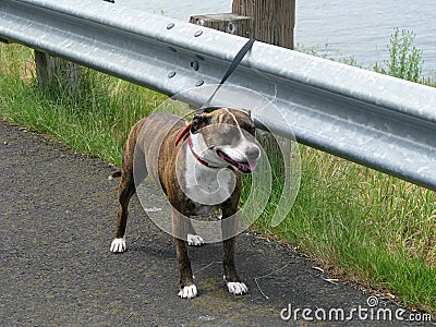 Abandoned pitbull Stock Photo