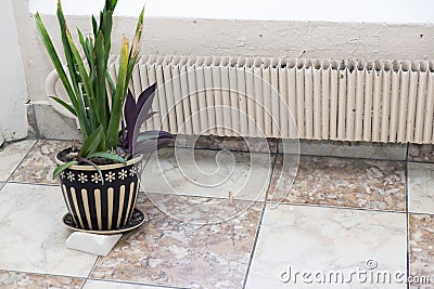 Abandoned plant in pot Stock Photo
