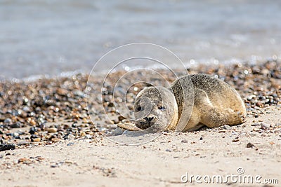 Abandoned seal pup. Sad baby animal alone on beach Stock Photo