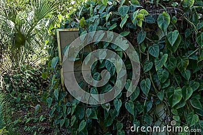Abandoned shed overgrown with large leafy vines in florida Stock Photo
