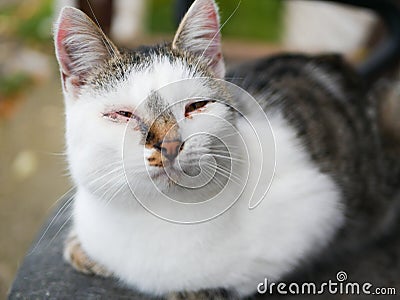 Abandoned sick cat. with troubled eyes. Abandoned cat. Abandoned crying cat with conjuctivitis Stock Photo