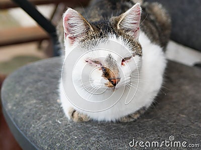 Abandoned sick cat. with troubled eyes. Abandoned cat. Abandoned crying cat with conjuctivitis Stock Photo